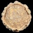 Flower-Like Sandstone Concretion - Pseudo Stromatolite #62219-1